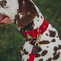 WARRENTON Ready-to Ship Tone-on-Tone Dog Collar with Buckle Closure