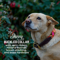 Boy O Boy Bridleworks Skinny Custom Dog Collar with Buckle
